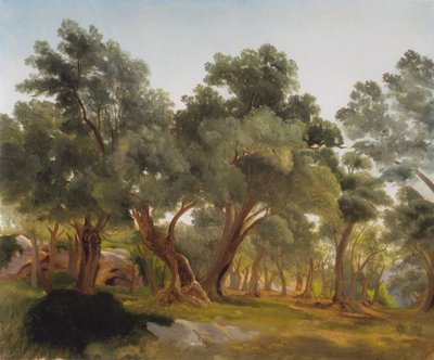 Olive Grove by Fritz Petzholdt